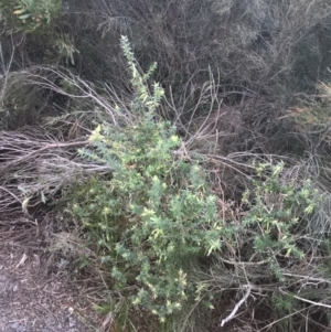 Styphelia viridis subsp. viridis at Fingal Bay, NSW - 7 Jul 2022