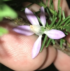 Philotheca salsolifolia subsp. salsolifolia (Philotheca) at Fingal Bay, NSW - 7 Jul 2022 by Tapirlord