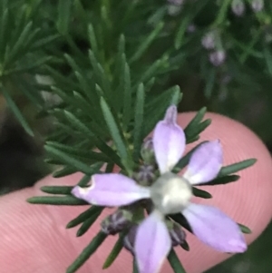 Philotheca salsolifolia subsp. salsolifolia at Fingal Bay, NSW - 7 Jul 2022