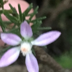 Philotheca salsolifolia subsp. salsolifolia at Fingal Bay, NSW - 7 Jul 2022