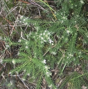 Philotheca salsolifolia subsp. salsolifolia at Fingal Bay, NSW - 7 Jul 2022