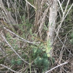 Bossiaea rhombifolia at Fingal Bay, NSW - 7 Jul 2022 04:56 PM
