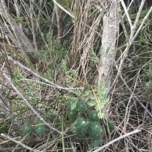 Bossiaea rhombifolia at Fingal Bay, NSW - 7 Jul 2022 04:56 PM