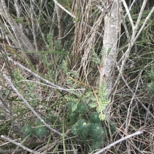 Bossiaea rhombifolia at Fingal Bay, NSW - 7 Jul 2022