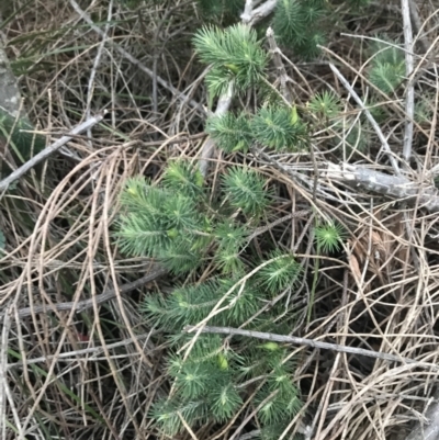 Astroloma pinifolium (Pine Heath) at Tomaree National Park - 7 Jul 2022 by Tapirlord