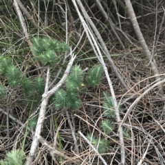 Astroloma pinifolium at Fingal Bay, NSW - 7 Jul 2022