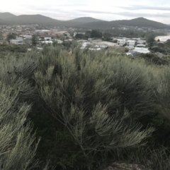 Allocasuarina distyla (Shrubby Sheoak) at Tomaree National Park - 7 Jul 2022 by Tapirlord