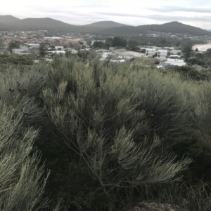 Allocasuarina distyla at Fingal Bay, NSW - 7 Jul 2022