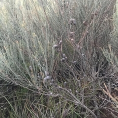 Allocasuarina distyla at Fingal Bay, NSW - 7 Jul 2022