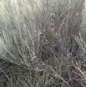 Allocasuarina distyla at Fingal Bay, NSW - 7 Jul 2022