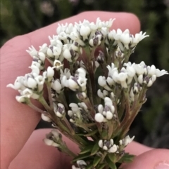 Conospermum taxifolium (Variable Smoke-bush) at Fingal Bay, NSW - 7 Jul 2022 by Tapirlord