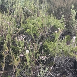 Conospermum taxifolium at Fingal Bay, NSW - 7 Jul 2022 04:52 PM