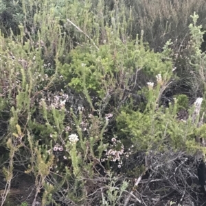 Conospermum taxifolium at Fingal Bay, NSW - 7 Jul 2022