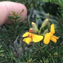 Dillwynia retorta (Heathy Parrot-Pea) at Fingal Bay, NSW - 7 Jul 2022 by Tapirlord