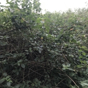 Lantana camara at Fingal Bay, NSW - 7 Jul 2022