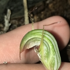 Pterostylis concinna (Trim Greenhood) at Tomaree National Park - 7 Jul 2022 by Tapirlord