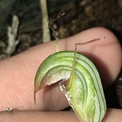 Pterostylis concinna (Trim Greenhood) at Fingal Bay, NSW - 7 Jul 2022 by Tapirlord