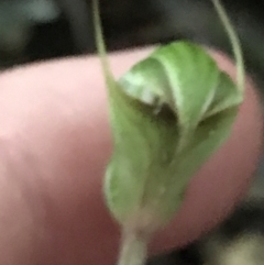 Pterostylis concinna at Fingal Bay, NSW - suppressed