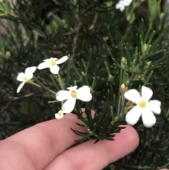 Ricinocarpos pinifolius (Wedding Bush) at Tomaree National Park - 7 Jul 2022 by Tapirlord