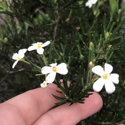 Ricinocarpos pinifolius (Wedding Bush) at Fingal Bay, NSW - 7 Jul 2022 by Tapirlord