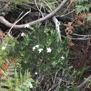 Ricinocarpos pinifolius at Fingal Bay, NSW - 7 Jul 2022