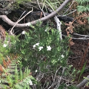 Ricinocarpos pinifolius at Fingal Bay, NSW - 7 Jul 2022 04:40 PM