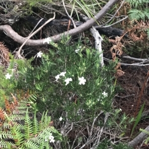 Ricinocarpos pinifolius at Fingal Bay, NSW - 7 Jul 2022