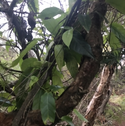 Parsonsia straminea (Common Silkpod) at Fingal Bay, NSW - 7 Jul 2022 by Tapirlord