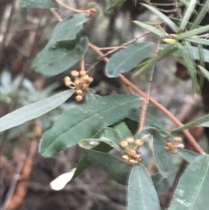 Phebalium squamulosum at Fingal Bay, NSW - 7 Jul 2022