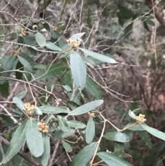 Phebalium squamulosum at Fingal Bay, NSW - 7 Jul 2022