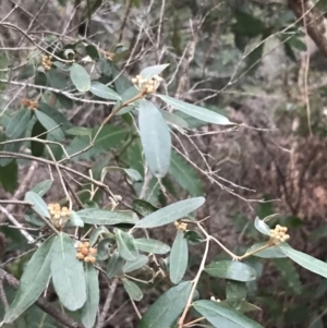Phebalium squamulosum at Fingal Bay, NSW - 7 Jul 2022 04:38 PM