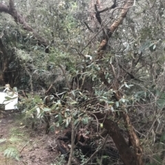 Phebalium squamulosum at Fingal Bay, NSW - 7 Jul 2022 04:38 PM