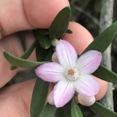 Eriostemon australasius (Pink Wax Flower) at Fingal Bay, NSW - 7 Jul 2022 by Tapirlord