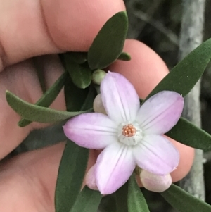 Eriostemon australasius at Fingal Bay, NSW - 7 Jul 2022 04:36 PM