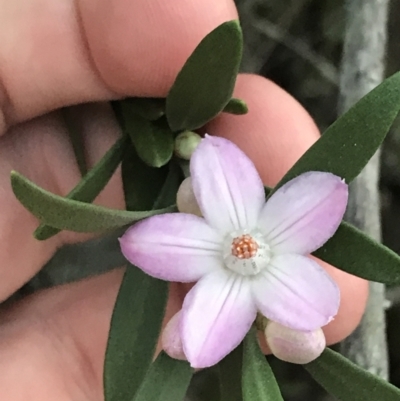 Eriostemon australasius (Pink Wax Flower) at Tomaree National Park - 7 Jul 2022 by Tapirlord