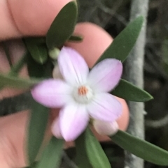 Eriostemon australasius at Fingal Bay, NSW - 7 Jul 2022 04:36 PM