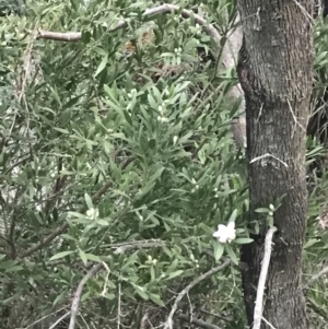 Eriostemon australasius at Fingal Bay, NSW - 7 Jul 2022 04:36 PM