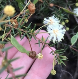 Acacia ulicifolia at Fingal Bay, NSW - 7 Jul 2022 04:32 PM