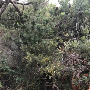 Acacia ulicifolia at Fingal Bay, NSW - 7 Jul 2022 04:32 PM