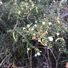 Acacia ulicifolia at Fingal Bay, NSW - 7 Jul 2022