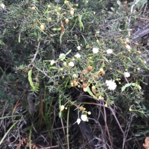 Acacia ulicifolia at Fingal Bay, NSW - 7 Jul 2022