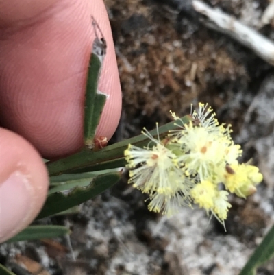 Acacia suaveolens (Sweet Wattle) at Fingal Bay, NSW - 7 Jul 2022 by Tapirlord