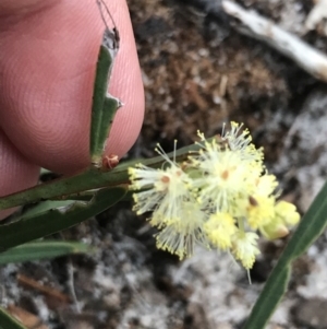 Acacia suaveolens at Fingal Bay, NSW - 7 Jul 2022