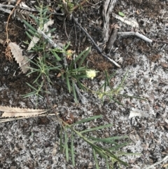 Acacia suaveolens at Fingal Bay, NSW - 7 Jul 2022