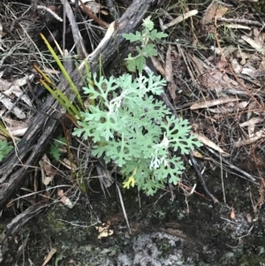 Actinotus helianthi at Fingal Bay, NSW - 7 Jul 2022