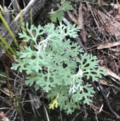 Actinotus helianthi at Fingal Bay, NSW - suppressed