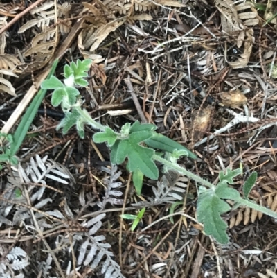 Xanthosia pilosa (Woolly Xanthosia) at Tomaree National Park - 7 Jul 2022 by Tapirlord