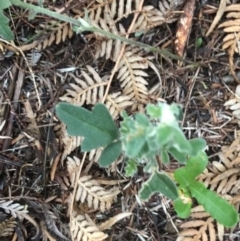 Xanthosia pilosa at Fingal Bay, NSW - 7 Jul 2022