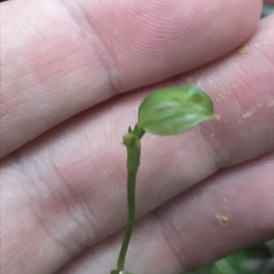 Pterostylis longifolia (Tall Greenhood) at Fingal Bay, NSW - 7 Jul 2022 by Tapirlord