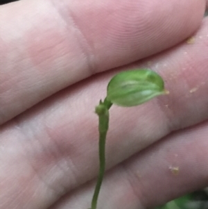 Pterostylis longifolia at Fingal Bay, NSW - suppressed